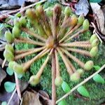 Marcgravia umbellata Fruto