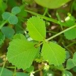 Medicago laciniata Blad