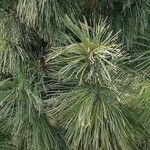 Pinus sibirica Blatt