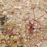 Radiola linoides Alia