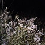 Limonium bellidifolium Lorea