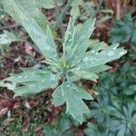 Romneya coulteri Folha