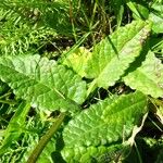 Betonica officinalis Feuille