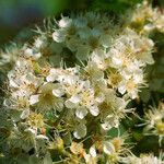 Sorbus americana Blodyn