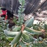 Diospyros whyteana Hoja