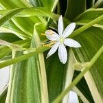 Chlorophytum comosum Квітка
