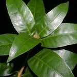 Amphitecna gentryi Leaf