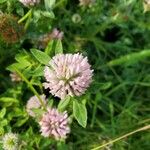 Trifolium pratenseVirág