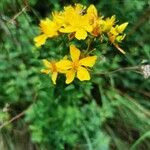 Hypericum maculatumFlower