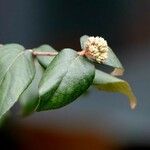 Viburnum carlesii عادت