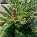 Cycas revoluta Хабит