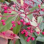 Photinia fraseri Frukt