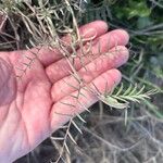 Vicia monantha Leaf