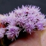 Fleischmannia pycnocephala
