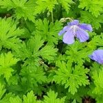 Geranium platypetalum Buveinė