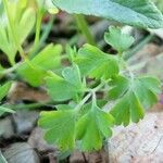 Fumaria bastardii Leaf