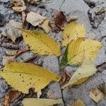 Ulmus laevis ഇല
