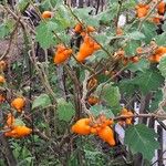 Solanum mammosum Fruit