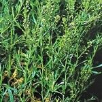 Lepidium ruderale 整株植物