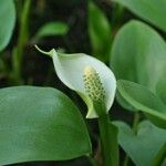 Calla palustris 花