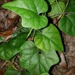 Cocculus carolinus Blad