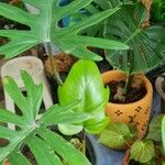 Thaumatophyllum xanadu Leaf