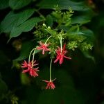 Combretum indicum Fleur