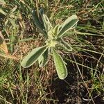 Leucas tomentosa Hoja
