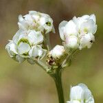 Hymenopappus artemisiifolius Flower