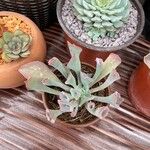 Echeveria shaviana برگ