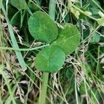 Trifolium pallescens Levél