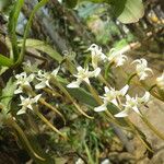 Cyrtorchis monteiroae Flower