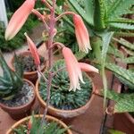 Aloe pseudoparvula Flower