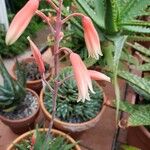 Aloe pseudoparvula