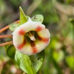 Trichodesma marsabiticumFlower