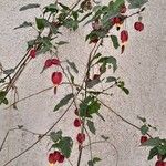 Abutilon megapotamicum Hábito