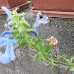 Salvia patens Çiçek
