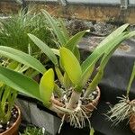 Cattleya trianae Natur