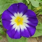 Convolvulus tricolor Blomst