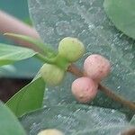 Ficus americana Fruit