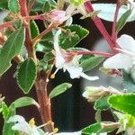 Agathosma crenulata 树皮