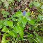 Gentiana clausa Flor