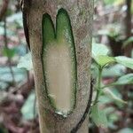 Tetrorchidium didymostemon Bark