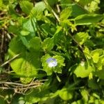 Veronica filiformis Flor