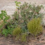 Ephedra viridis Leaf