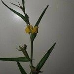 Ludwigia alternifolia Floro