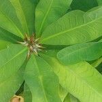 Euphorbia milii Feuille
