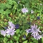 Lactuca macrophylla Flor