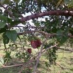 Combretum micranthum Fruit