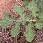 Solanum rostratum पत्ता